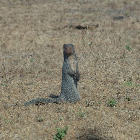 Great Indian Bustard, Grey Hypocolius, Desert Cat and other wildlife of ...