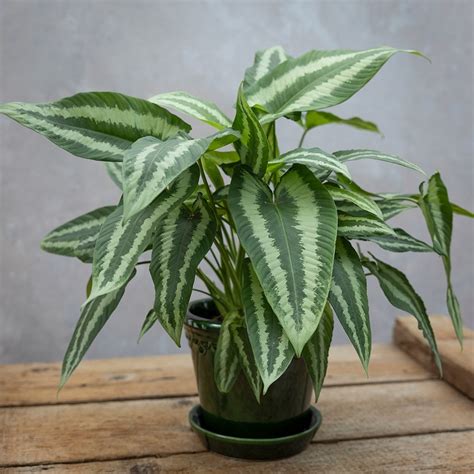 Buy drop tongue plant Schismatoglottis wallichii: Delivery by Waitrose ...