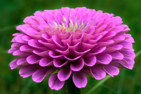 Symmetry in Nature - Heaven's Sunshine