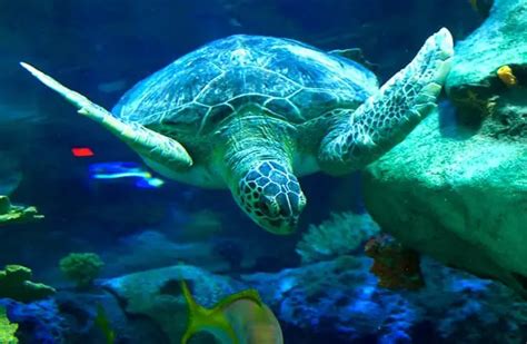 Sea Turtle 的图像结果