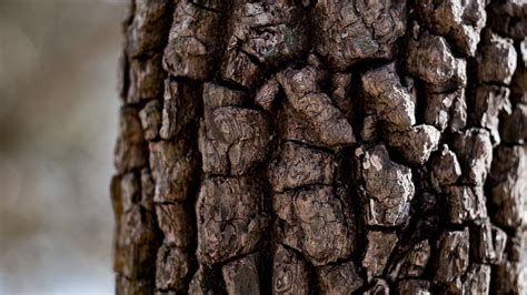 Download wallpaper 3840x2160 tree, bark, texture, macro, brown 4k uhd ...