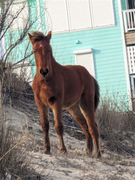 Corolla Wild Horse Fund | Outer Banks