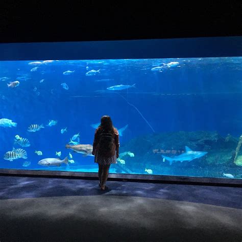 NORTH CAROLINA AQUARIUM ON ROANOKE ISLAND (2025) All You Need to Know ...