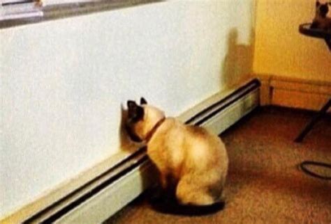 Image result for HTML/JavaScript Funny