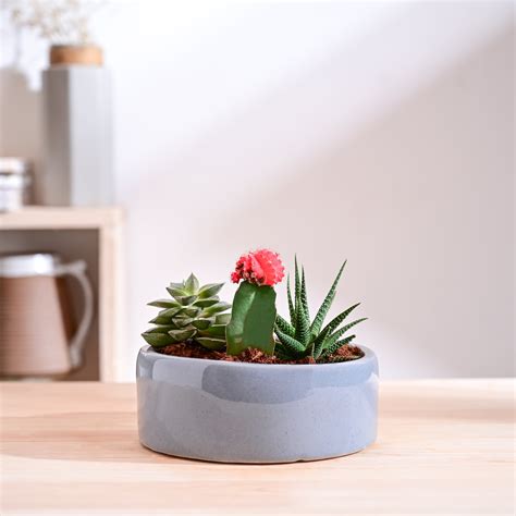 Lilac Stories Flat Ceramic Planter – Ugaoo