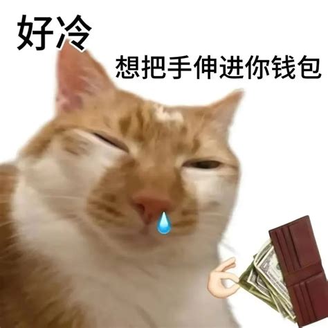 猫咪表情滑稽，配文"好冷 想把手伸进你钱包"，尽显可爱又贪财 表情包:好冷 想把手伸进你的钱包表情包图片gif动图 - 求表情网,斗图从此不求人!
