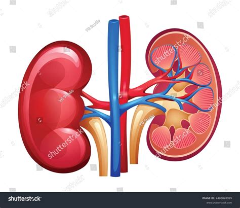 Human Kidneys Whole Half Cut Urinary Stock Vector (Royalty Free) 2406828995 | Shutterstock