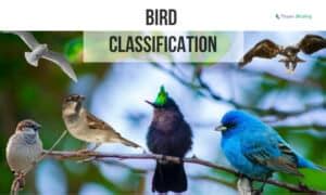 Image result for Classification Key for Birds