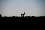 Image result for First Lite Specter