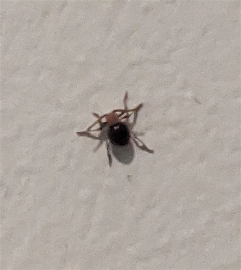 Spider beetle - PEST CONTROL CANADA