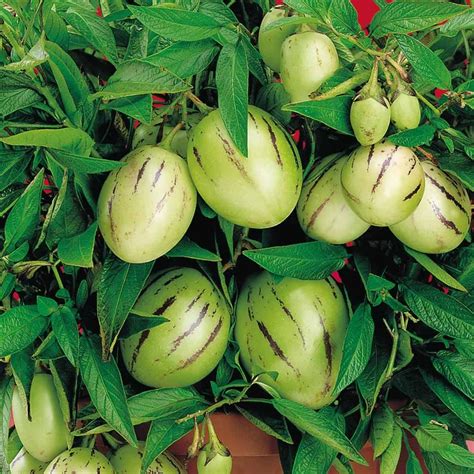 Pepino Melon Fruit Plant (Solanum muricatum) – veliyathgardens