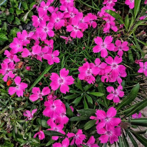 Do Dianthus Spread