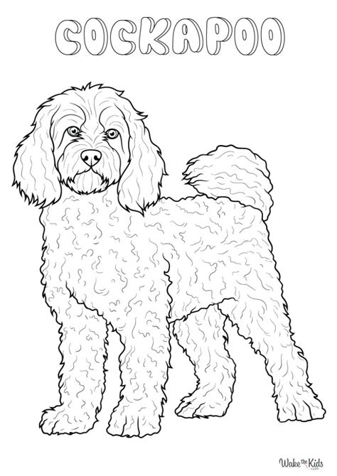 Image result for Cockapoo Drawing Sheet