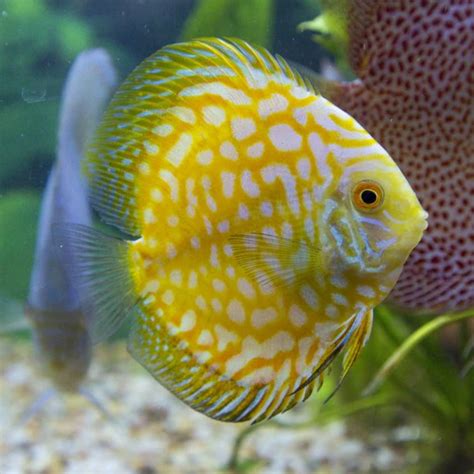 Yellow Checkerboard Discus 的图像结果