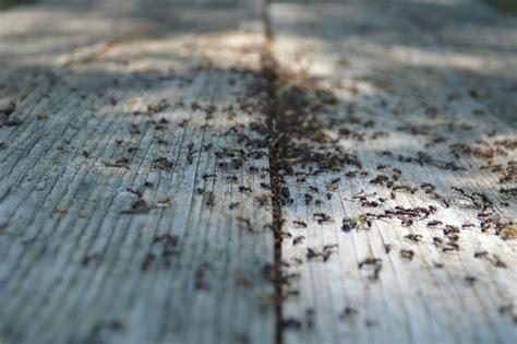 What Kills Ants Instantly | Candor Pest Control