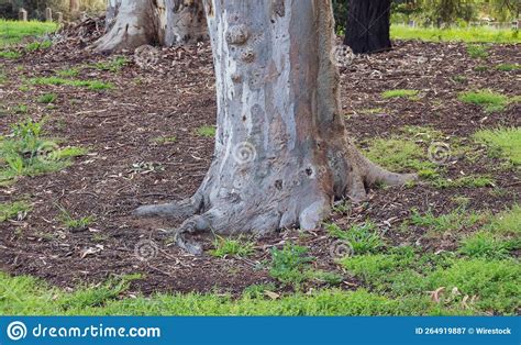 Image result for Eucalyptus Tree Trunk Rot