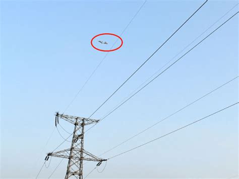 Image result for Laser Cannon Tree Cutter