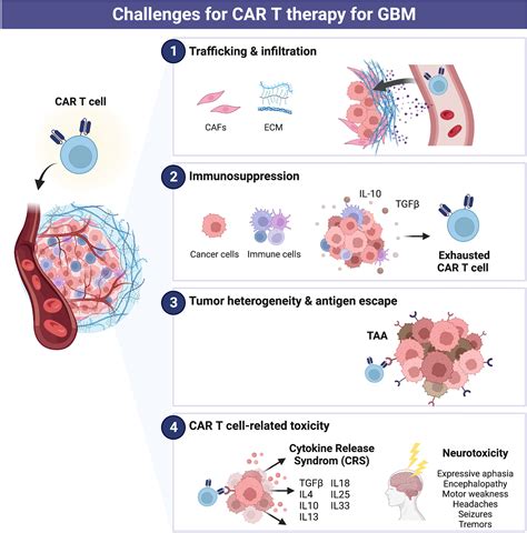 Frontiers | Prospective approaches to enhancing CAR T cell therapy for glioblastoma
