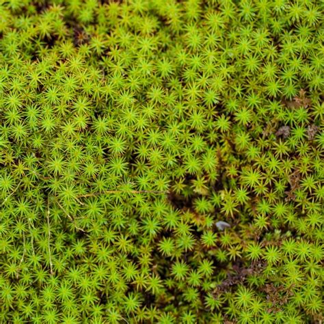 How To Grow And Maintain Sphagnum Moss In Your Garden - Moss & Stone ...