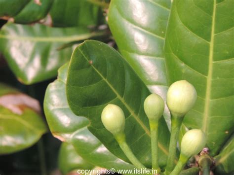 Tree Root Poison 的图像结果