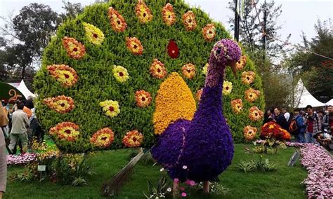 Delhi flower show 2025, - Venue, Date & Photos
