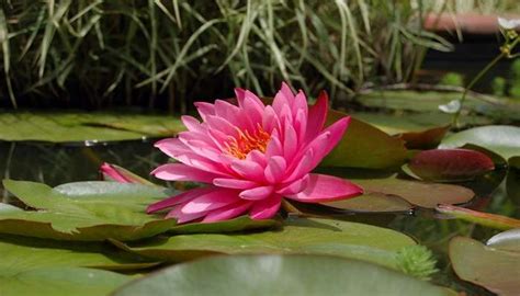 Malarikkal Water Lilies: Everything You Need To Know