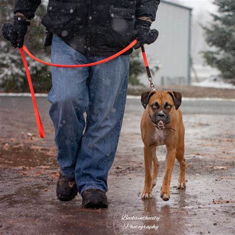 Image result for Behavior Modification for Dogs