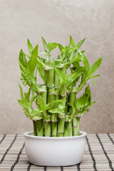 Indoor Bamboo Plants