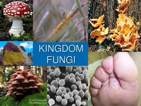 Mrs. Lopez's Biology Class: Chapter 19 Protists & Fungi - reproduction of kingdom fungi