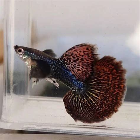 Nikshan Guppies Online Shopping | Nikshan Guppies Ecommerce