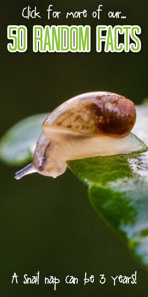 Image result for Random Easy Facts