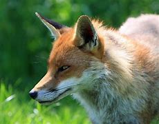 Image result for Baby Dwarf Fox