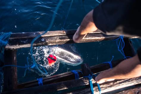 Why whale sharks matter. - Wildlife in the Balance