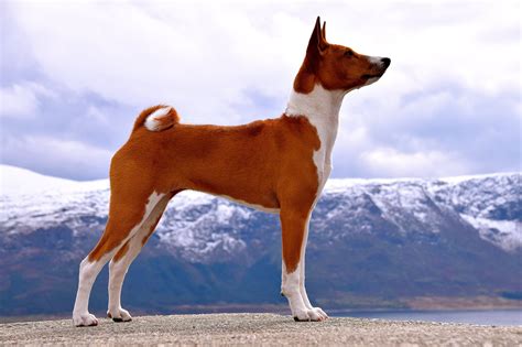 Basenjis since 1998 | Unique dog breeds, Basenji puppy, Sporting dogs