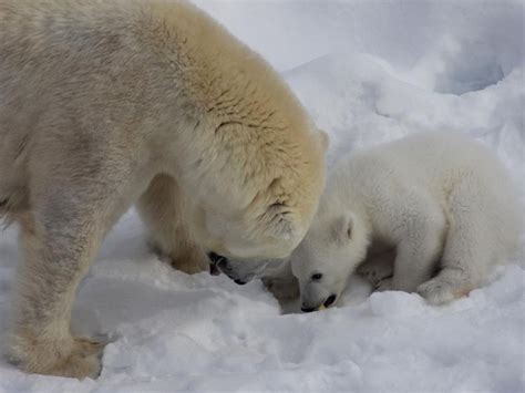 Polar Bear Ranua Zoo 的图像结果