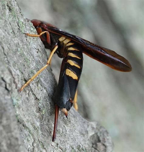 Pigeon Horntail Wasp