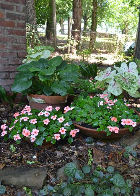 Hostas, hydrangeas, ferns thrive in shade | The Oxford Eagle