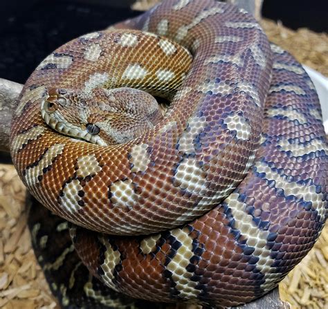 Image result for Bredli Carpet Python