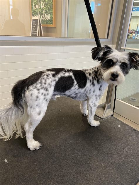 Recent Haircut (Petco Groomer) : r/doggrooming