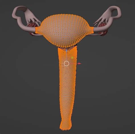 Image result for Reproductive System 3D Model