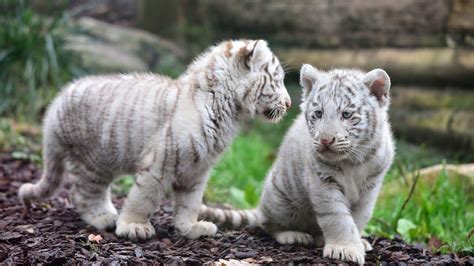 Cute White Tiger Cubs Wallpapers
