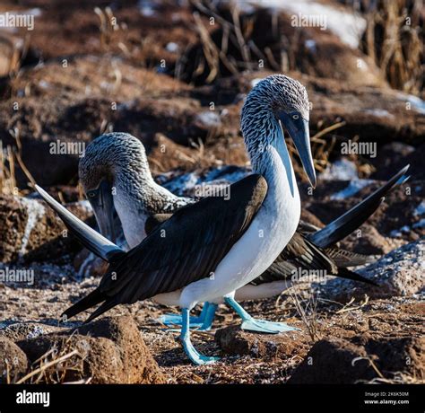 Blue footed boobies on North Seymour Island, Galapagos Islands ...