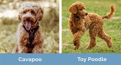 Image result for Poodle Cavapoo