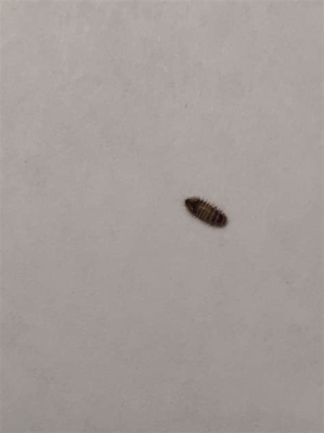 Tiny Bugs On Bathroom Floor – Clsa Flooring Guide