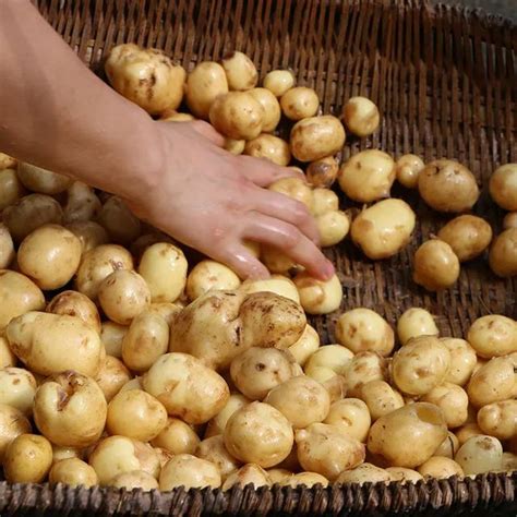 為湖北拼單！恩施富硒小土豆，新鮮直發，16.8元5斤裝帶回家 - 每日頭條