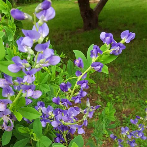 False Blue Indigo Seeds Wild Indigo Seeds Baptisia australis Seeds | eBay