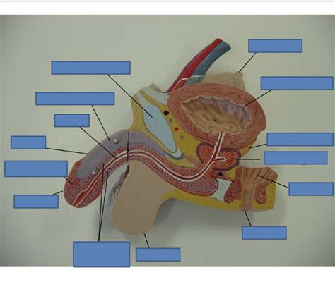 Image result for Male Reproductive Model Label