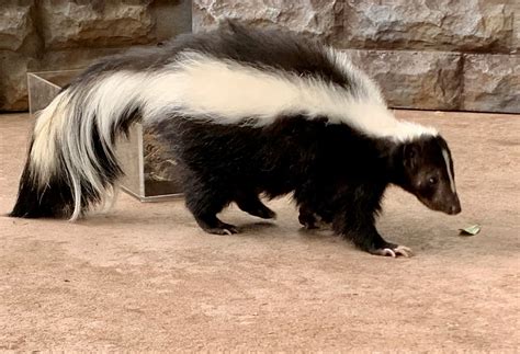 Image result for Apollo Pest Control