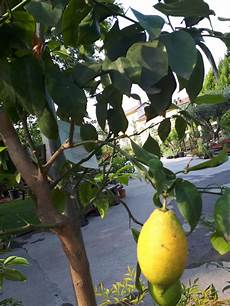 limoni in vaso concimazione coltivare i limoni in vaso come piantarli innaffiarli e limoni in vaso concimazione coltivare i limoni in vaso come piantarli innaffiarli e