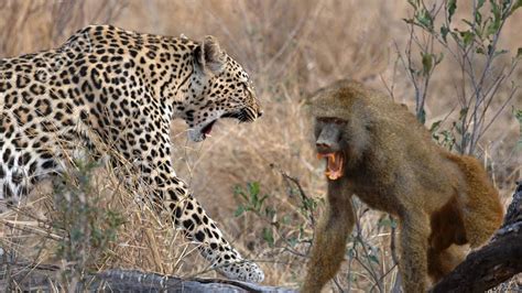 Image result for Baboon Vs Predator
